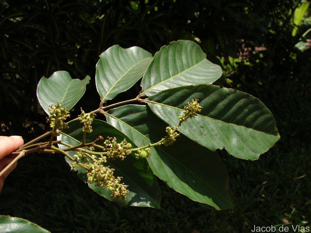 Nephelium lappaceum L.